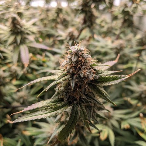 White Widow growlog timeline photo