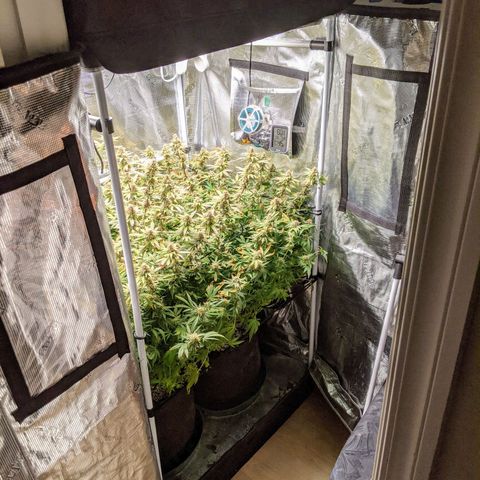 White Widow growlog timeline photo