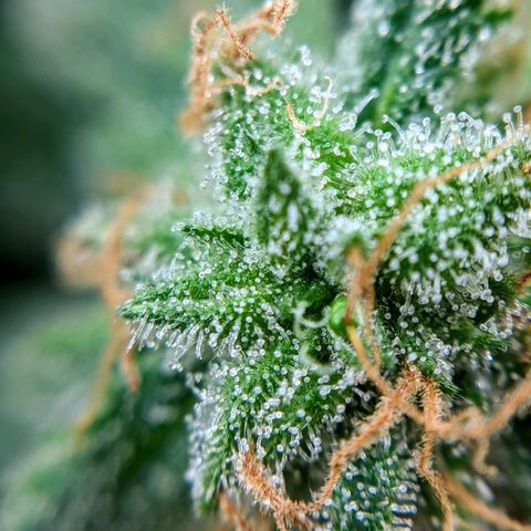 White Widow growlog timeline photo