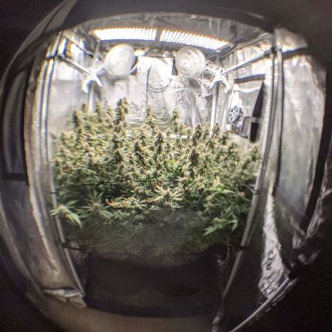 White Widow growlog timeline photo