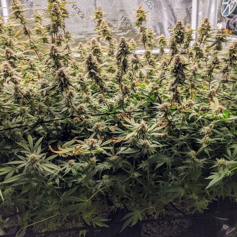 White Widow growlog timeline photo