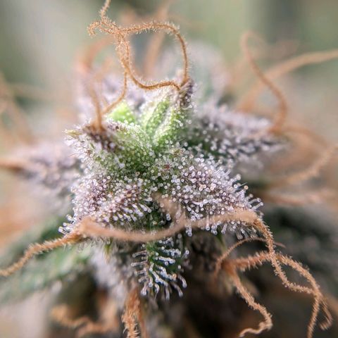 White Widow growlog timeline photo