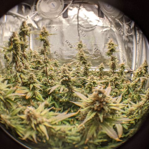 White Widow growlog timeline photo