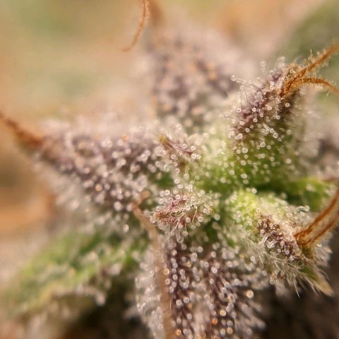 White Widow growlog timeline photo