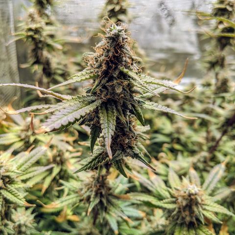 White Widow growlog timeline photo