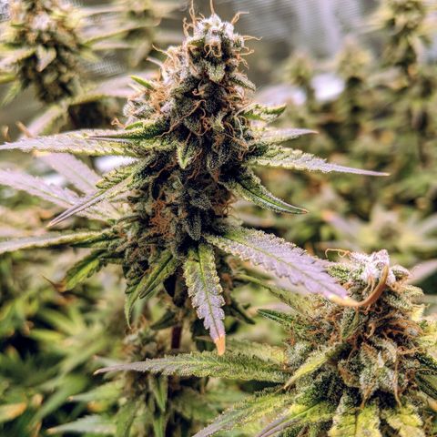 White Widow growlog timeline photo