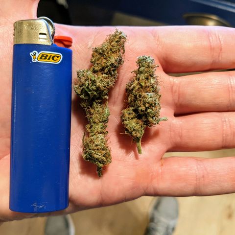 White Widow growlog timeline photo