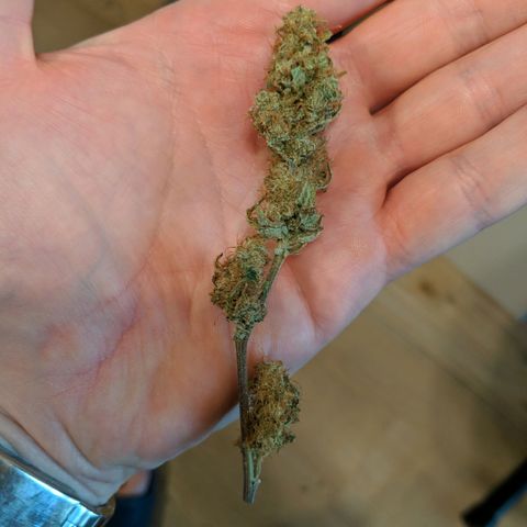 White Widow growlog timeline photo
