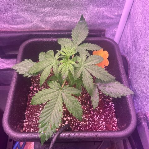 Gorilla 1 growlog timeline photo