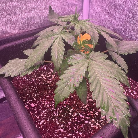 Gorilla 1 growlog timeline photo
