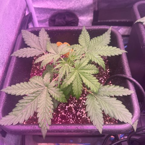 Amnesia Haze 3 growlog timeline photo
