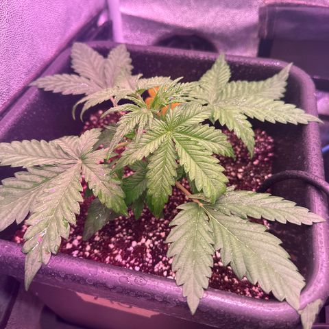 Amnesia Haze 3 growlog timeline photo