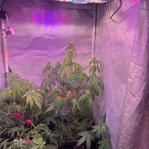 Gorilla 1 growlog timeline photo