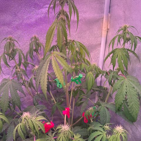 Gorilla 1 growlog timeline photo