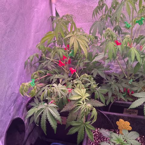 Amnesia Haze 3 growlog timeline photo