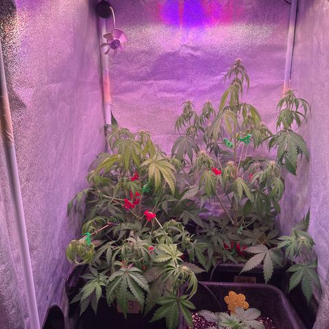 Amnesia Haze 3 growlog timeline photo