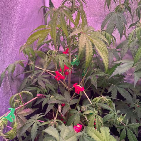 Amnesia Haze 3 growlog timeline photo