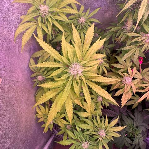 Amnesia Haze 3 growlog timeline photo