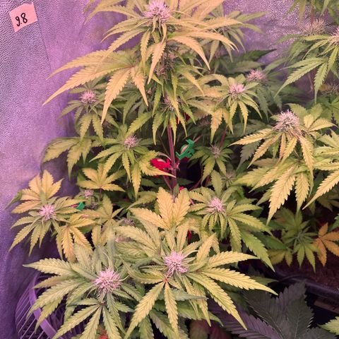 Amnesia Haze 3 growlog timeline photo