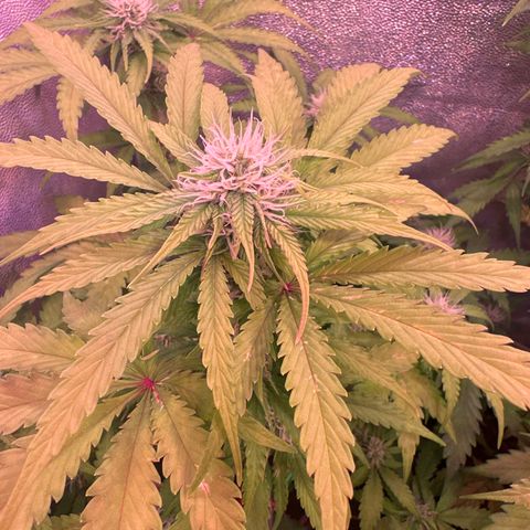 Amnesia Haze 3 growlog timeline photo