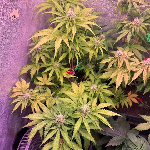 Amnesia Haze 3 growlog timeline photo