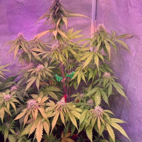 Gorilla 1 growlog timeline photo