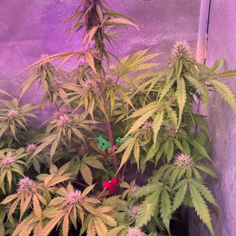 Gorilla 1 growlog timeline photo