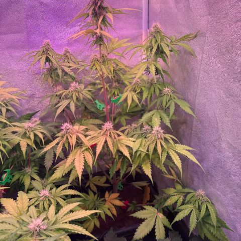 Gorilla 1 growlog timeline photo