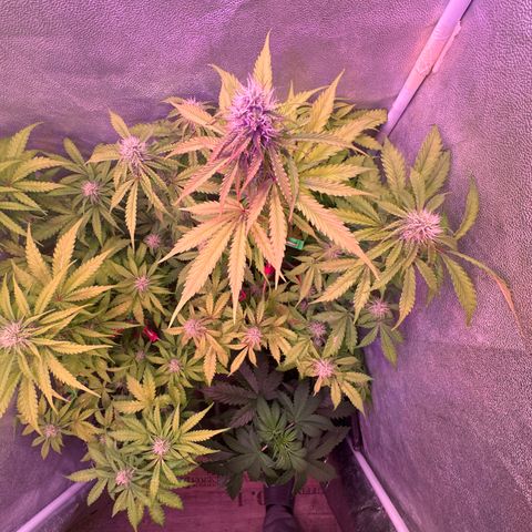 Gorilla 1 growlog timeline photo