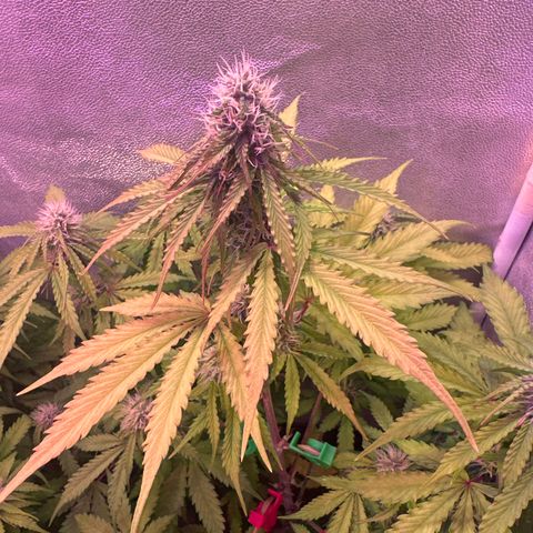 Gorilla 1 growlog timeline photo