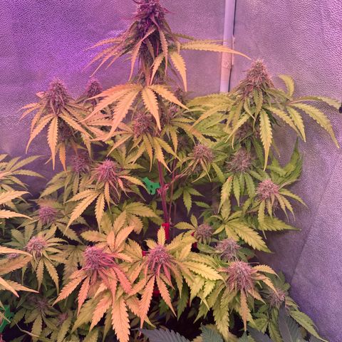 Gorilla 1 growlog timeline photo