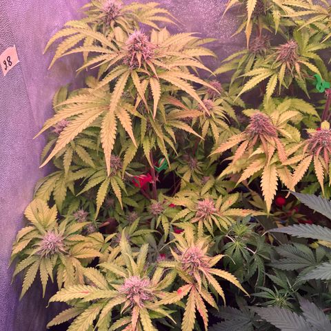 Amnesia Haze 3 growlog timeline photo