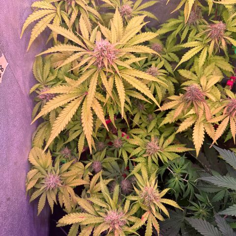 Amnesia Haze 3 growlog timeline photo