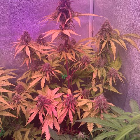 Gorilla 1 growlog timeline photo