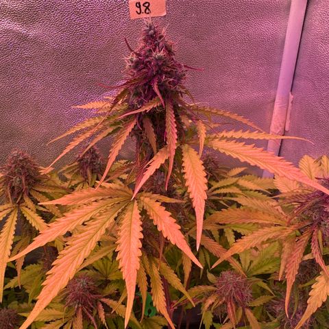Gorilla 1 growlog timeline photo