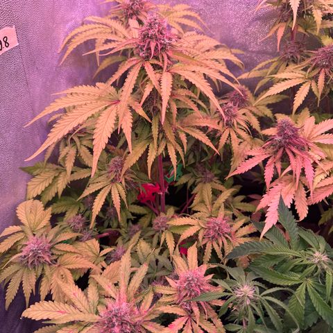 Amnesia Haze 3 growlog timeline photo