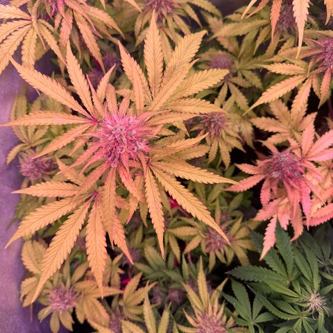 Amnesia Haze 3 growlog timeline photo