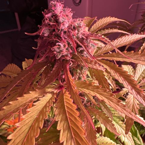 Amnesia Haze 3 growlog timeline photo