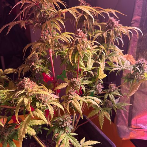 Amnesia Haze 3 growlog timeline photo