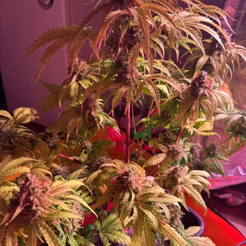 Amnesia Haze 3 growlog timeline photo