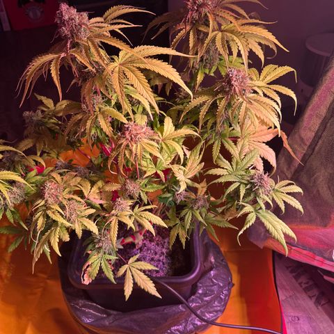 Amnesia Haze 3 growlog timeline photo