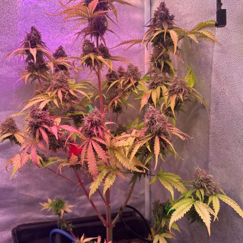 Gorilla 1 growlog timeline photo