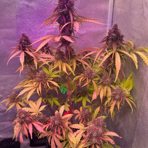 Gorilla 1 growlog timeline photo
