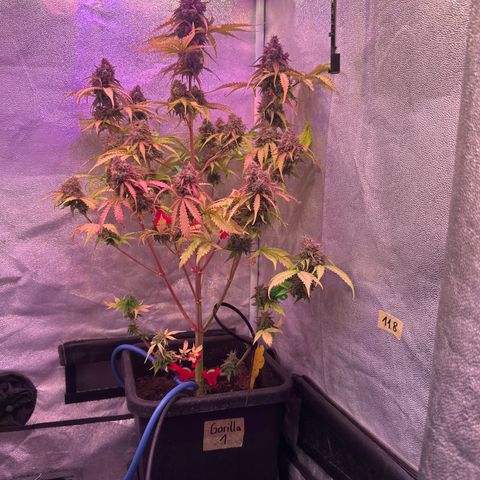 Gorilla 1 growlog timeline photo