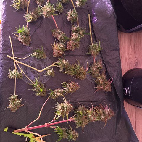 Amnesia Haze 3 growlog timeline photo