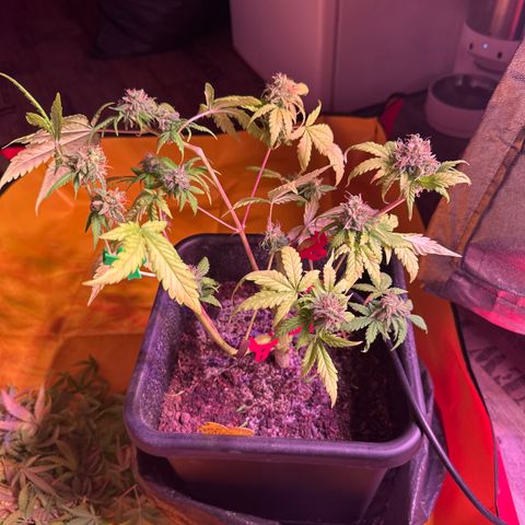 Amnesia Haze 3 growlog timeline photo