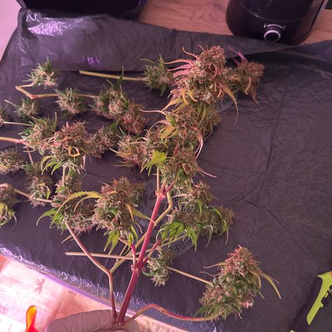 Amnesia Haze 3 growlog timeline photo