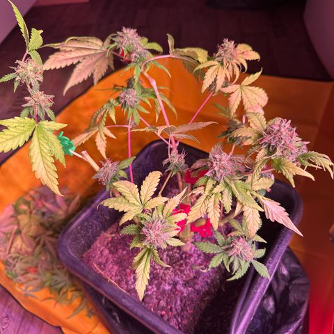 Amnesia Haze 3 growlog timeline photo