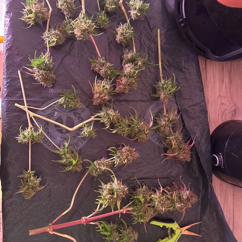 Amnesia Haze 3 growlog timeline photo