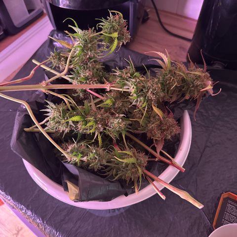 Amnesia Haze 3 growlog photo: ca 250g Nass
